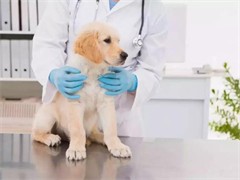 广州给犬猫做绝育手术到家宠物医院啊